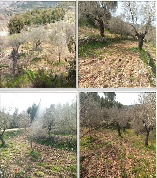 Amchite Ainkfaa land for sale 34 olive trees/عقار للبيع عمشيت عين كفاع 2