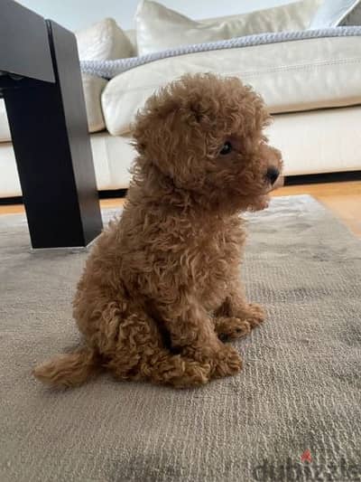 Toy Poodle Apricot |Available كلاب dog