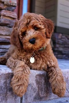 Mini Goldendoodle Available Puppies كلاب dog