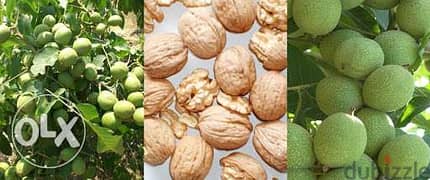 American chandler walnut (Spanish origin) جوز شاندلر إنتاج إسباني