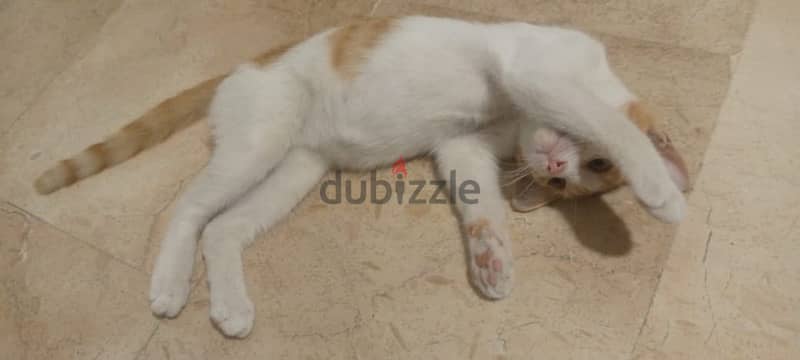 cat for adoption قطة للتبني 1