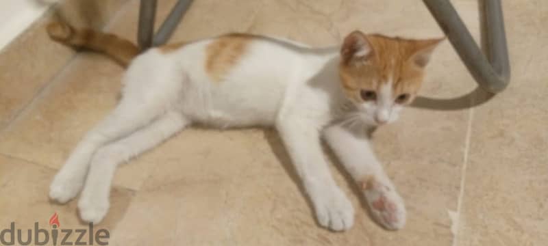 cat for adoption قطة للتبني 2