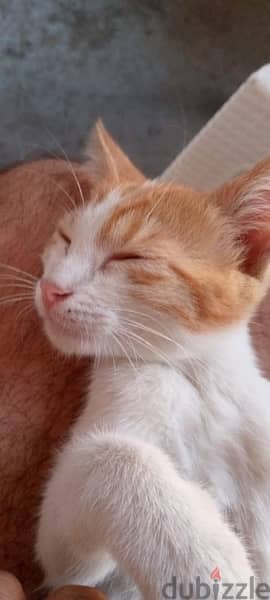 cat for adoption قطة للتبني 3