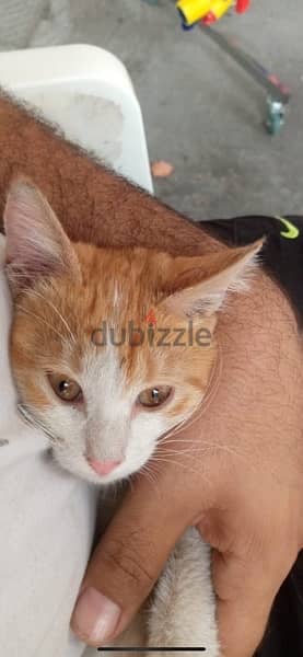 cat for adoption قطة للتبني 4