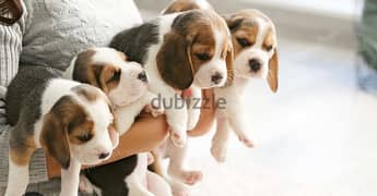 beagle puppies