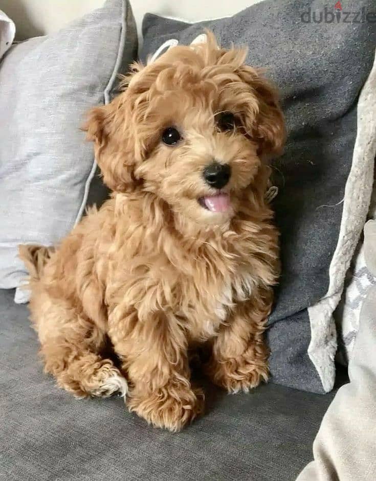 Maltipoo Small Dog / Puppies / كلب 0