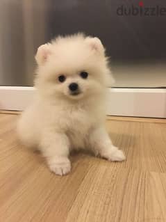 Pomeranian