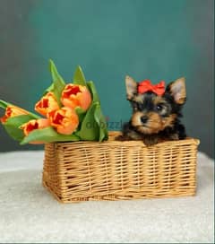 Yorkshire Terrier Mini Puppy / Dog / كلاب 0