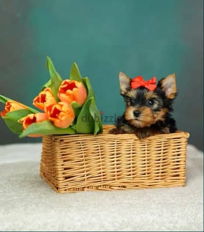 Yorkshire Terrier Mini Puppy / Dog / كلاب