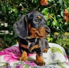 Dachshund Puppies Imported / available in store/ delivery/ dog كلاب