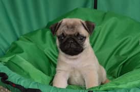 Pug Puppies / dog / كلاب imported 0