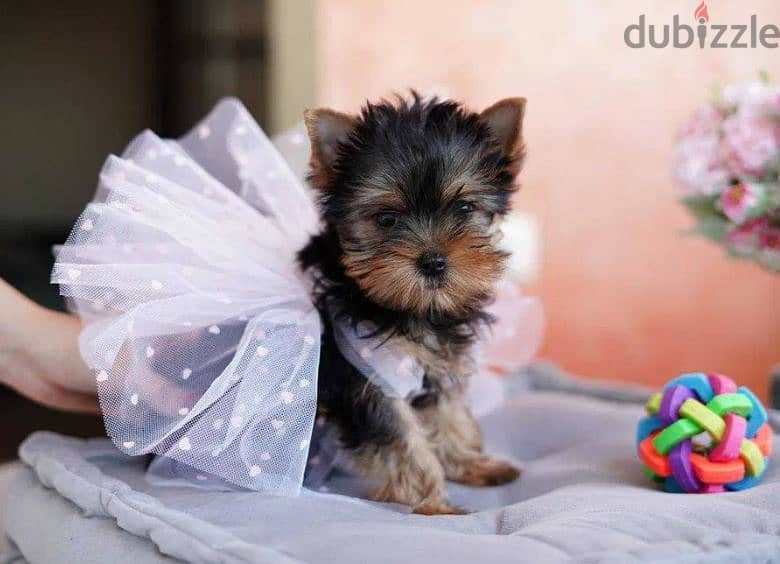 Yorkshire Terrier Mini Puppy / dog / كلاب 0