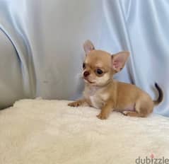 Mini Chihuahua puppy / dog / كلاب / Delivery 0