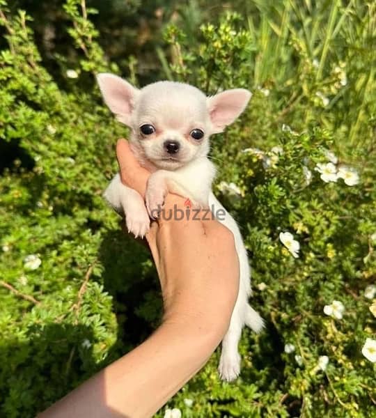 Smallest Chihuahua puppy DELIVERY dog كلاب 0