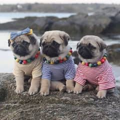 Pug Puppies/ dog كلاب