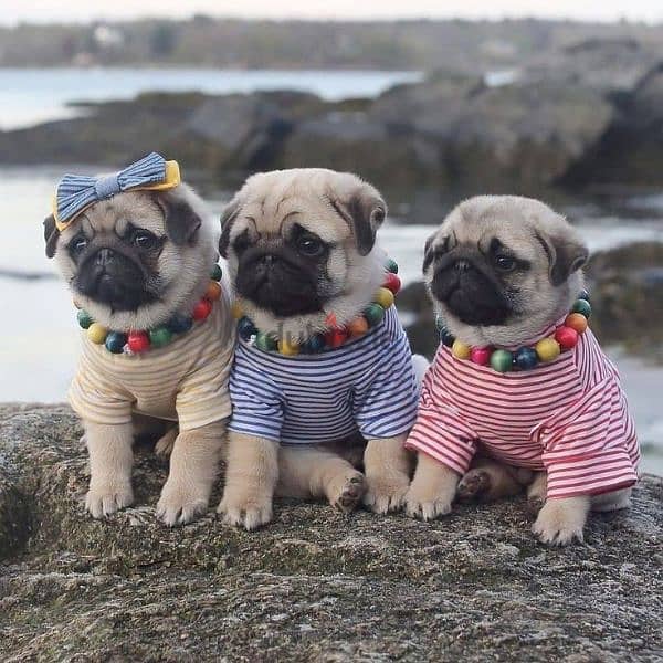 Pug Puppies/ dog كلاب 0