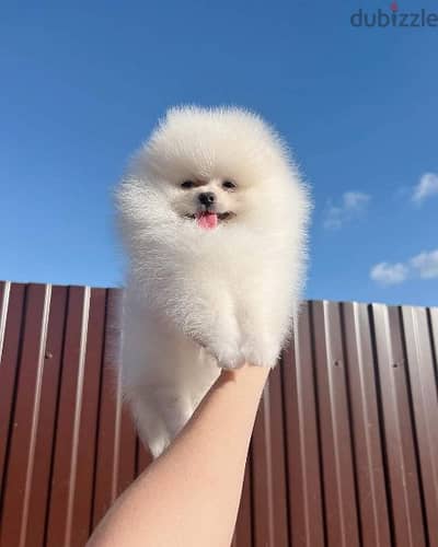 pomeranian