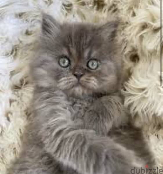 Himalayan grey kitten 0