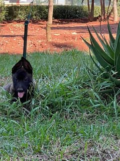 pure malinois for sale 0