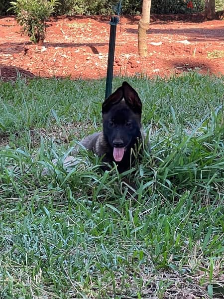 pure malinois for sale 1