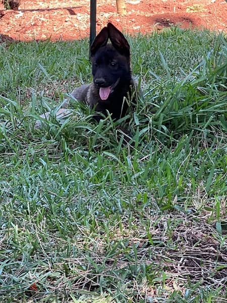 pure malinois for sale 2