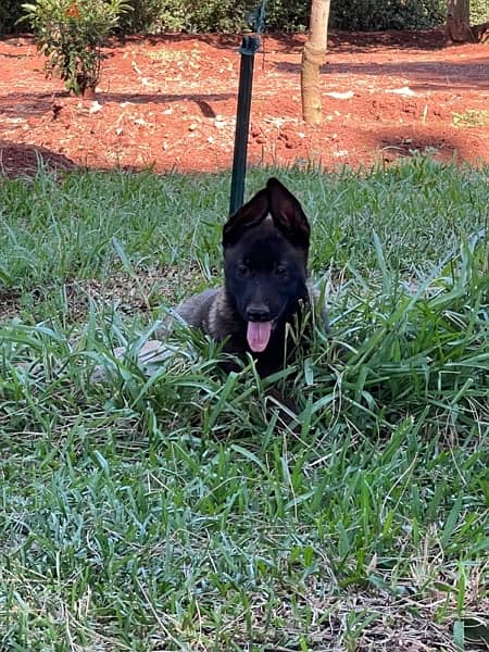 pure malinois for sale 3