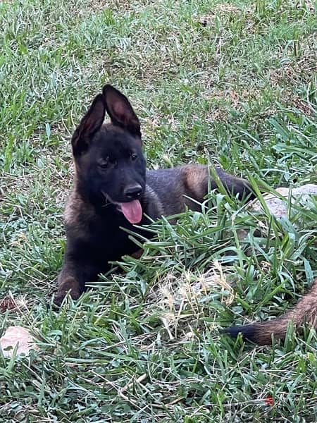 pure malinois for sale 4