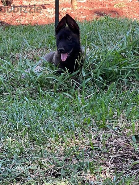 pure malinois for sale 5