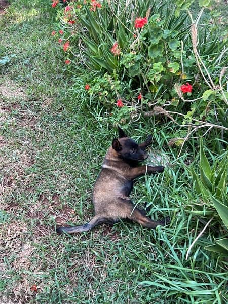 pure malinois for sale 6