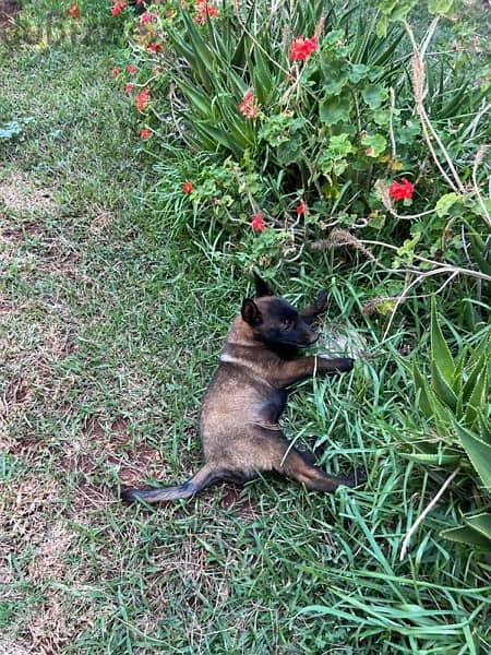 pure malinois for sale 7