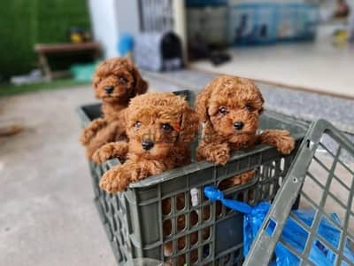 Poodle Puppies/ Available in Shop/ Delivery /dog كلاب