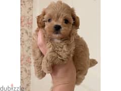 Maltipoo Puppies/ available in shop/ Delivery! dog / كلب