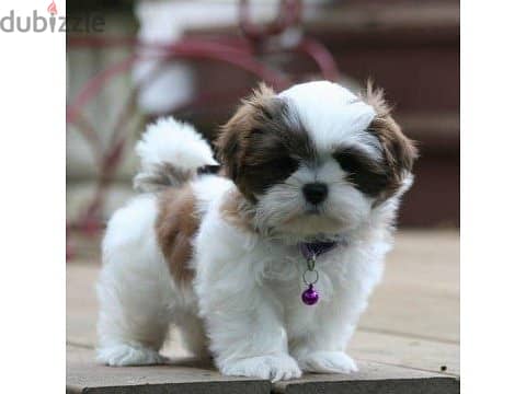 Shih Tzu Puppies/ Available in Shop/ Delivery! Dog / كلاب 0