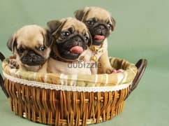 Pug Puppies/ Available in Shop/ Delivery! Dog / كلاب