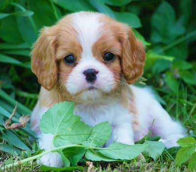 Cavalier King Charles Puppies/ Available in Shop/ Delivery! Dog / كلاب