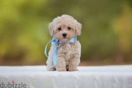 imported smallest Maltipoo puppy 0