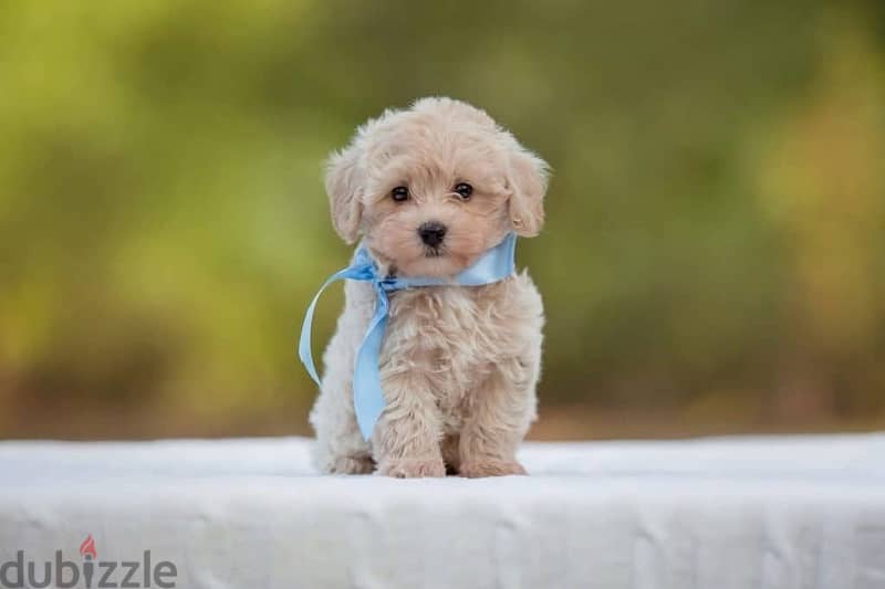 imported smallest Maltipoo puppy 0