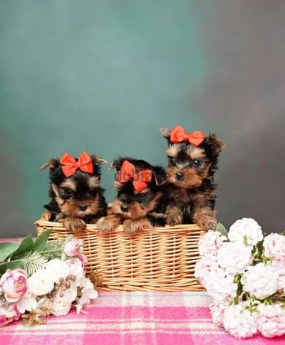 Yorkshire Puppies/ Available in Shop/ Delivery! Dog / كلاب