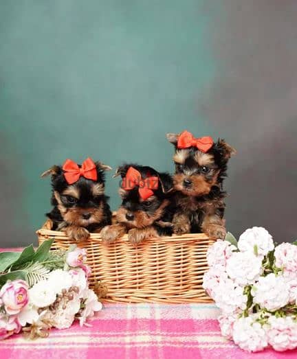 Yorkshire Puppies/ Available in Shop/ Delivery! Dog / كلاب 0