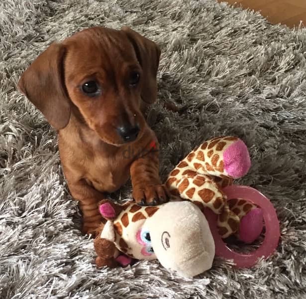 Red Mini Dachshund Teckel Sausage dog Imported 0