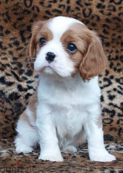 Cavalier Puppies/ Available in Shop/ Delivery! Dog / كلاب