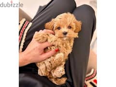 Maltipoo Small Puppies/ Available in Shop/ Delivery! Dog / كلاب 0