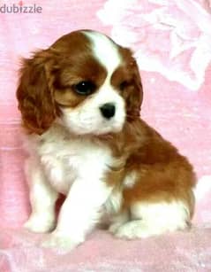 Cavalier King Charles Puppies/ Available in Shop/ Delivery! Dog / كلاب 0