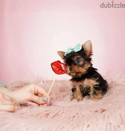 Yorkshire Terrier Puppies/ Available in Shop/ Delivery! Dog / كلاب 0