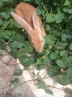 rabbit for sale 0