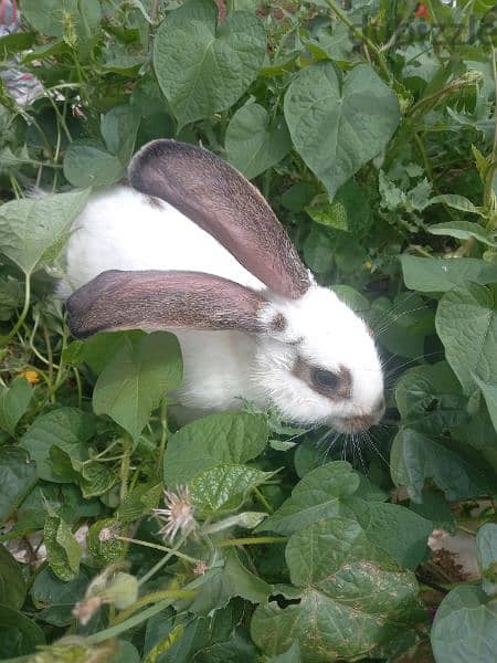 rabbit for sale 1