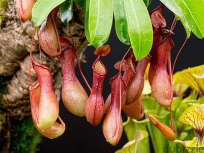 Carnivorous Pitcher plant