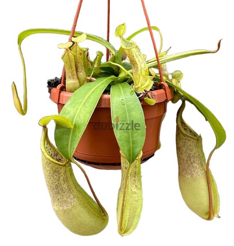 Carnivorous Pitcher plant 1