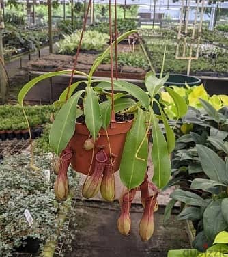 Carnivorous Pitcher plant 2