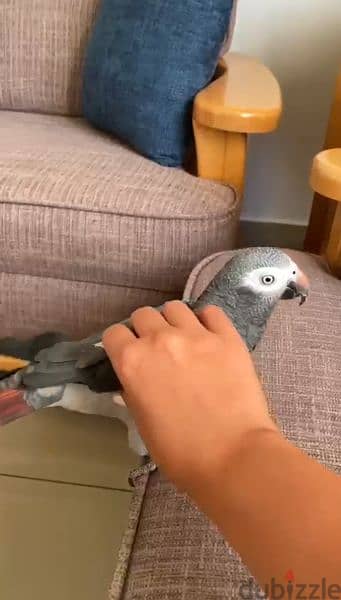 Grey Parrot (Timneh African) for sale